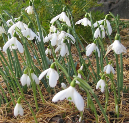 Galanthus reginae-olgae ssp. reginae-olgae 'Cambridge'
